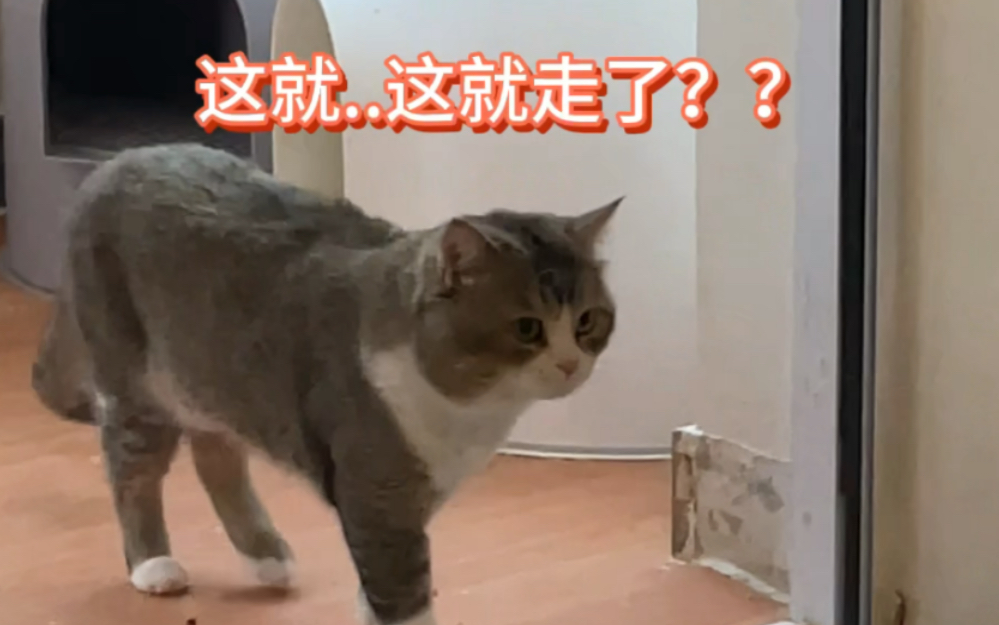 当猫的日常打闹被我加上了配音 Caesar Cat Caesar Cat 哔哩哔哩视频 2851