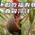 寄生虫如此恐怖的福寿螺，你还敢吃吗？