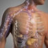 三维人体解剖模型，人体3d立体解剖软件