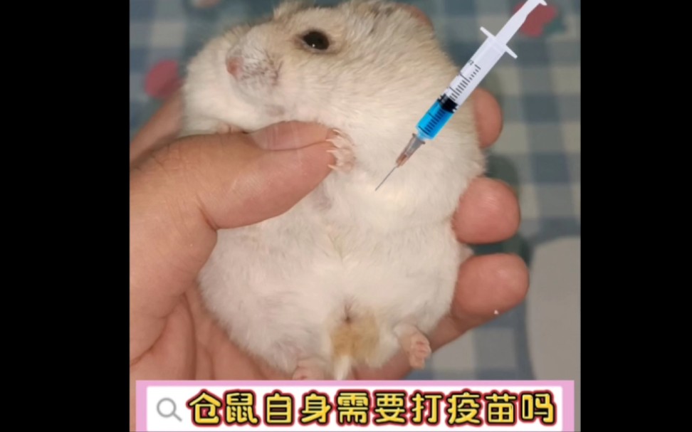 仓鼠自身需要打疫苗吗