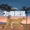 野性猎豹/为母则强 中英双语字幕 Man Among Cheetahs
