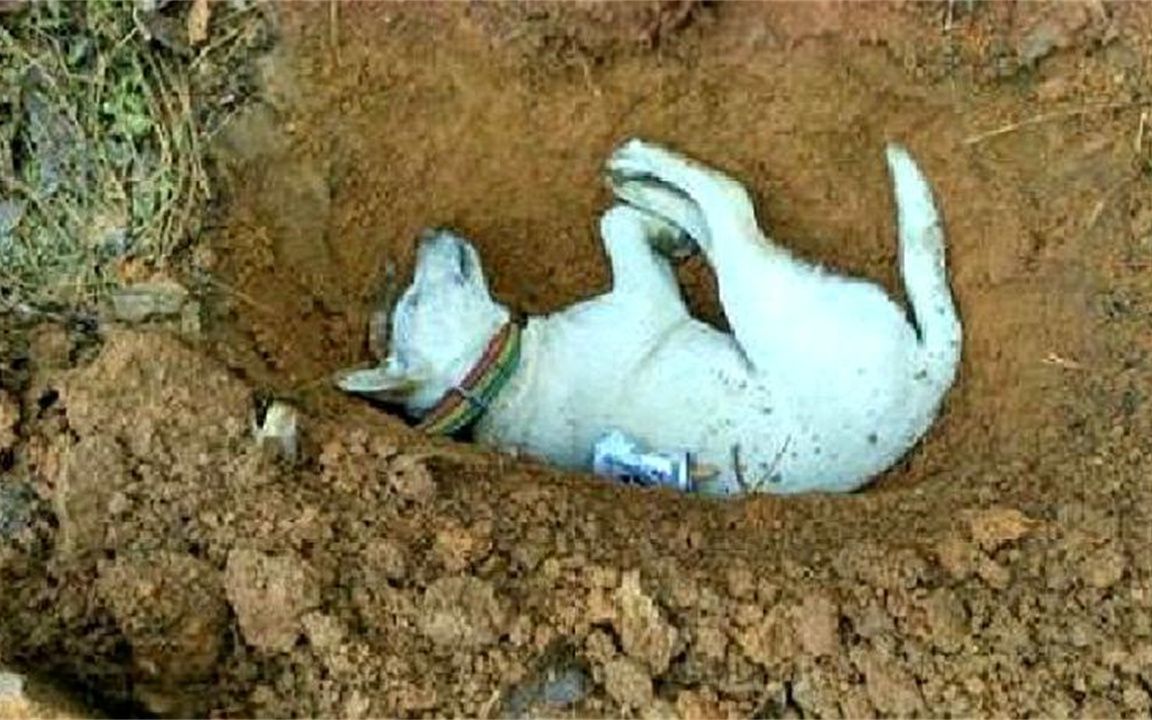 为啥说狗狗死了之后不能埋？原来是有科学依据的，很多人都不信