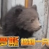 俄罗斯捡到一只小熊