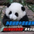 日本为何不愿归还熊猫香香？两年创收539亿，中国熊猫太赚钱了！