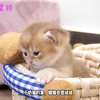 小奶猫的窝姐姐也想钻进去试试，猫姐姐：出去吧你