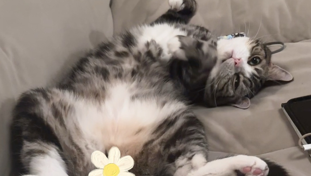 喜欢跟猫去冬暖夏凉的地方