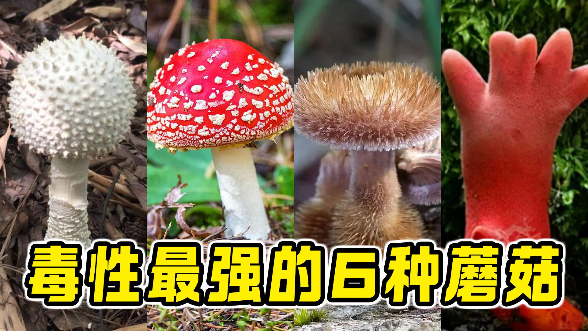 世界上毒性最强的6种蘑菇，只是碰一下就会全身溃烂