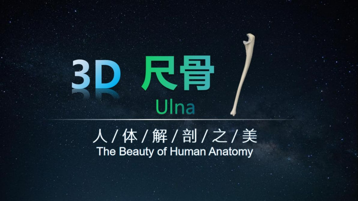 人体解剖之美 | 尺骨
