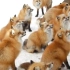 日本小村庄狐狸泛滥，和一般妖艳货色不同，它们很有偶像团体气质