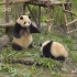 《遇见你的熊猫》第23期 谁才是最会享受的熊猫？