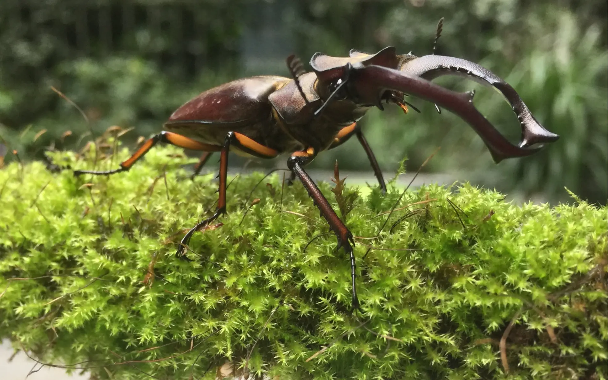 四川深山 锹形甲虫 开箱