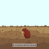中小学自然科学课程——植物的生命历程