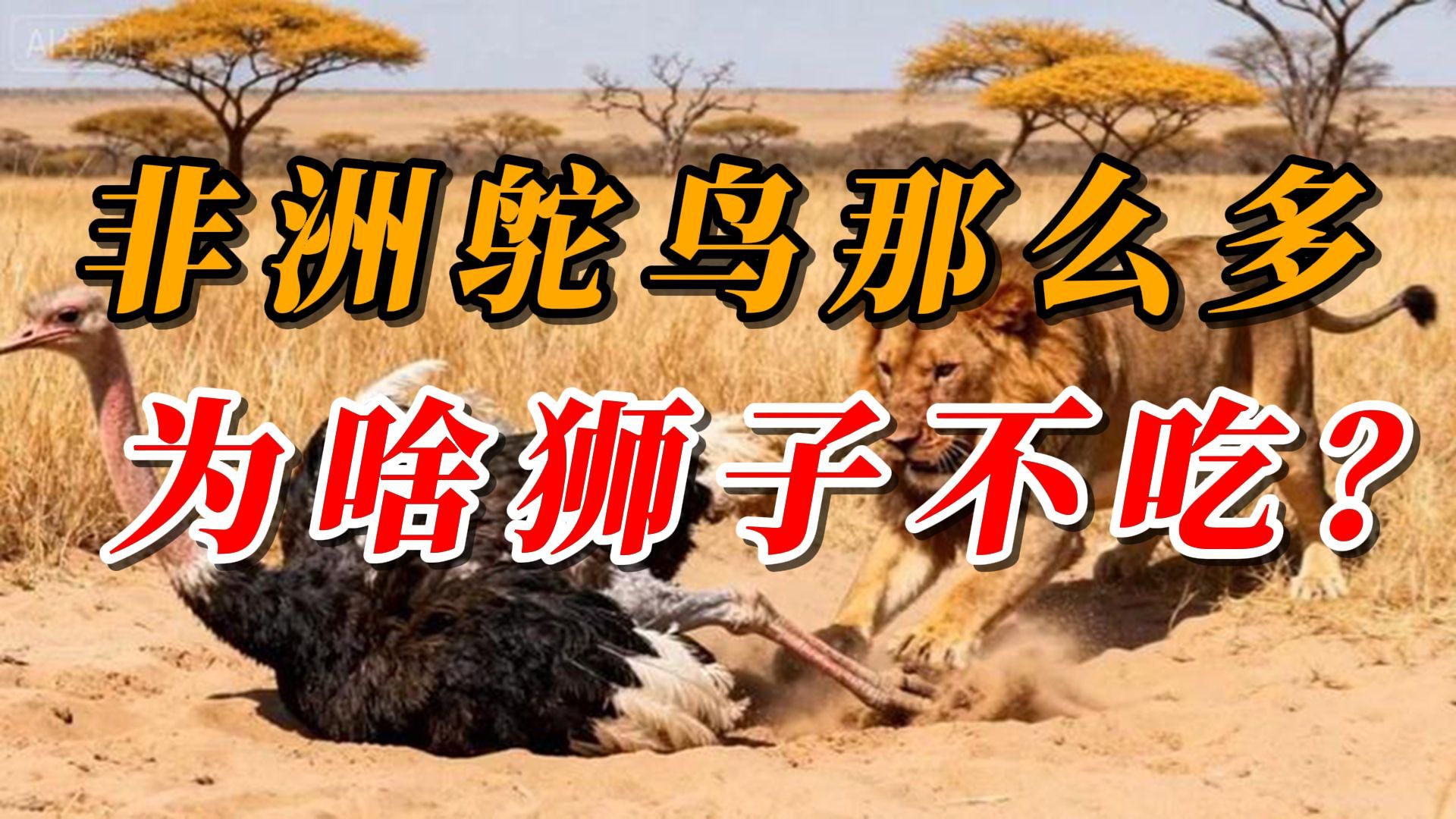 非洲鸵鸟那么多，为啥狮子不吃鸵鸟？