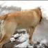 如果你家的狗喜欢玩雪，请一脚把它踢进雪堆里！！！然后...糟糕，快跑！！！