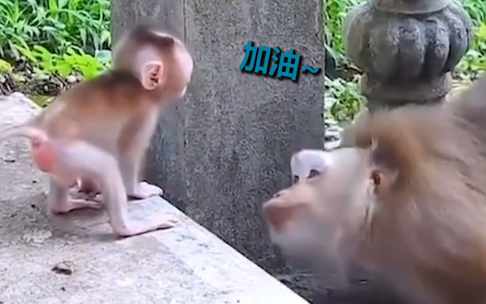 猴子妈妈教宝宝下台阶 耐心鼓励眼神温柔 网友：我还不如一只猴儿