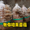 教你在家培育蘑菇，方法简单易学，十几天就能采摘新鲜蘑菇