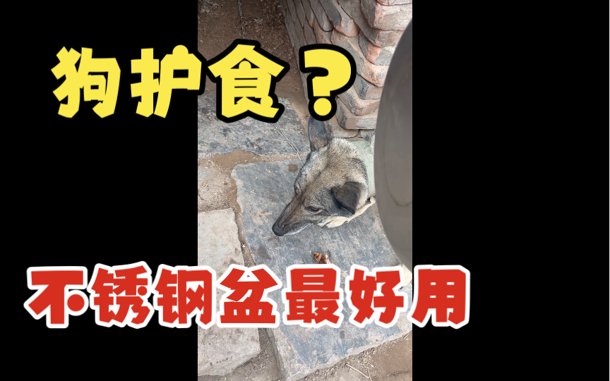 狗护食？不锈钢盆砸头最管用