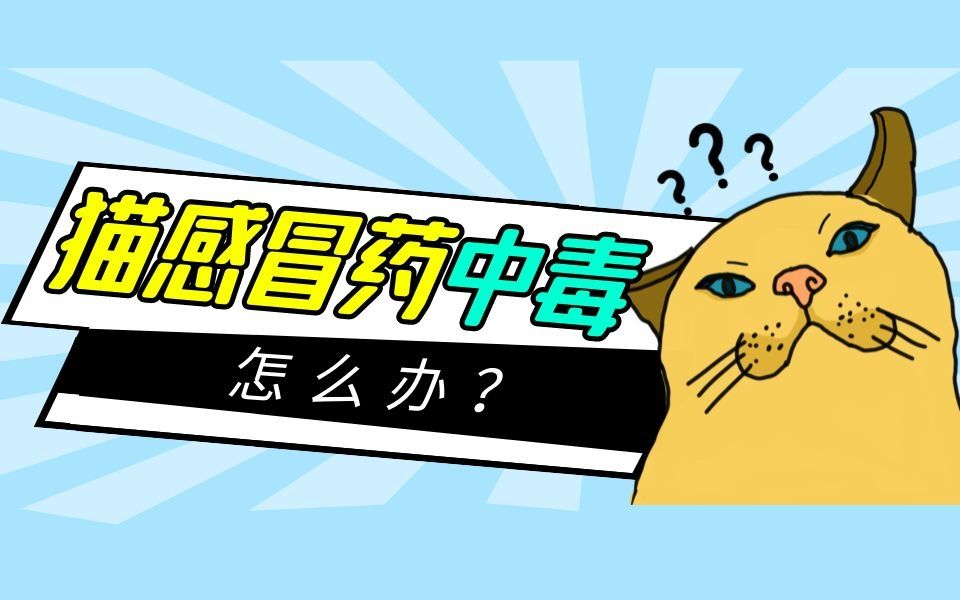 猫感冒药中毒怎么办?哔哩哔哩bilibili