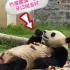 大熊猫仰面朝天吃竹笋，竹屑撒满一肚子，太萌啦！