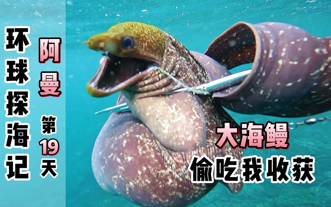 《环球探海记》阿曼~第19天：这条大海鳗趁我没在，居然偷吃我刚收获的大墨鱼！