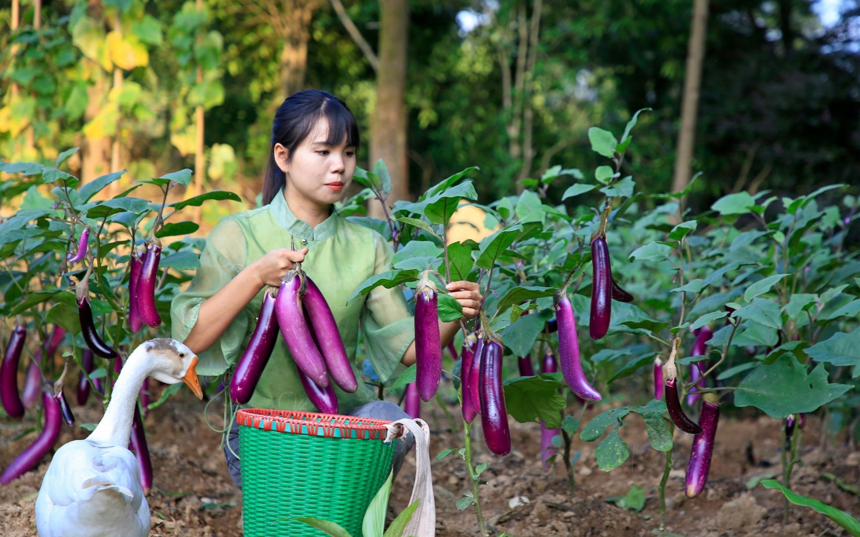 收获了很多茄子，我把它们做成美味的菜肴