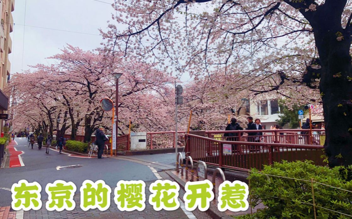疫情下的日本樱花季