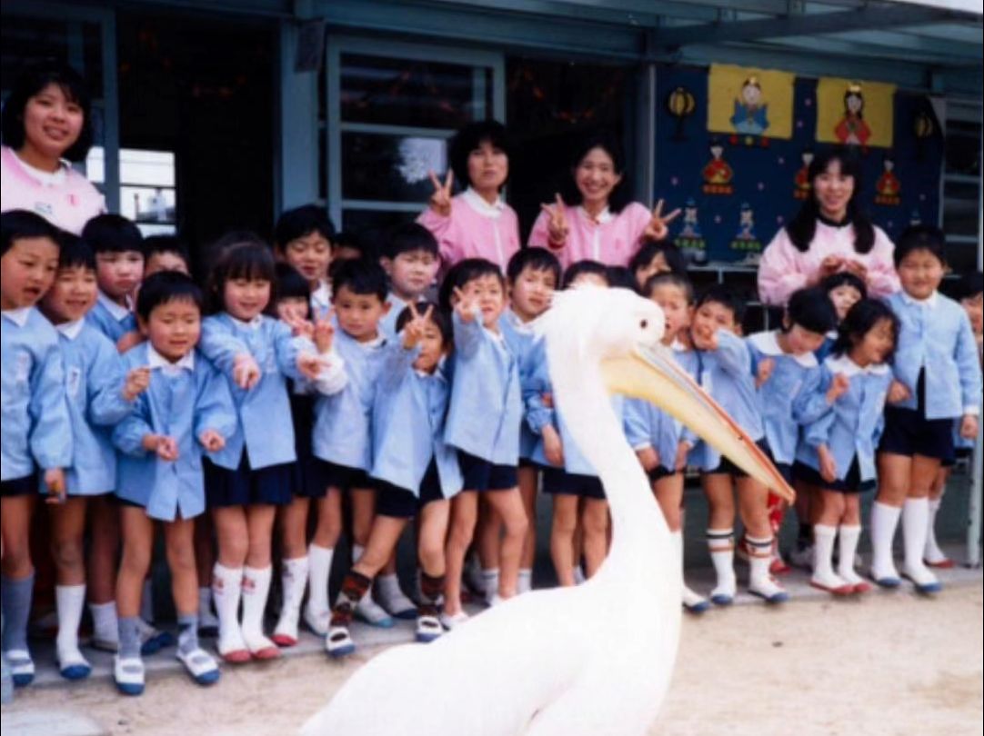 日本影像志：飞入幼儿园的鹈鹕