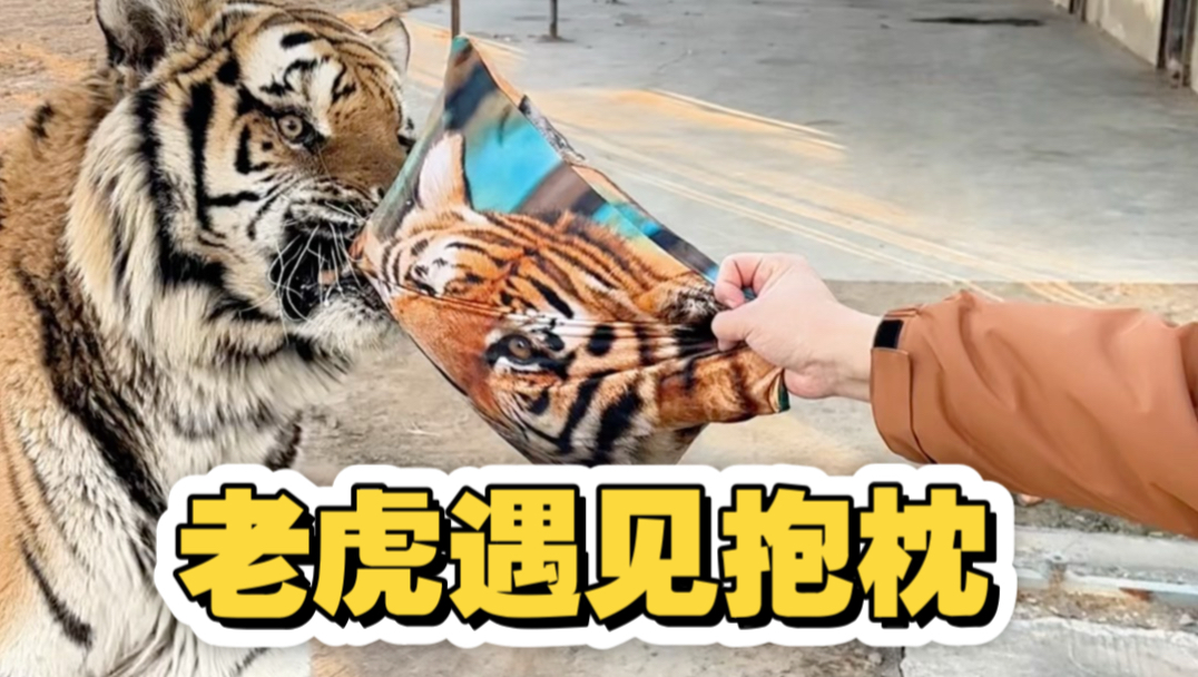 虎虎我啊，也是有枕头的虎了！