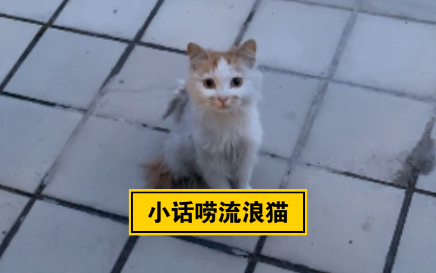 小话唠流浪猫