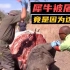 南非犀牛被割掉牛角，并且在枪口下栽倒，背后的原因让人愤怒