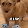 小狗不语 只是脸上嫌弃