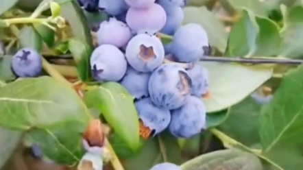 阳台小院都可以种植的大果蓝莓。#蓝莓 #种一颗就结果 #蓝莓熟了