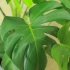 耐阴的龟背竹，注意这几点，可以长期养在室内。
