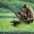 新手灰熊妈妈独自抚养幼崽，记录整个野生灰熊的成长史