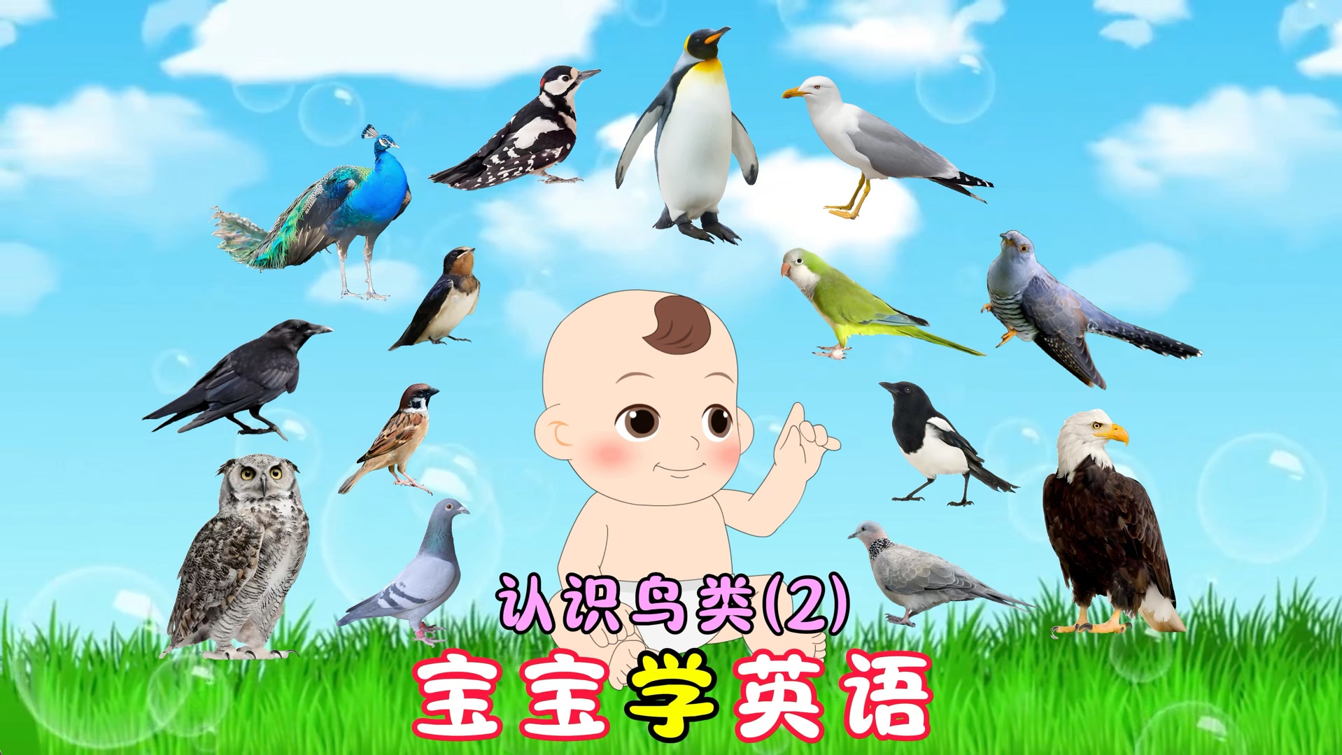 （2/3）适合1～3岁，认识常见的20种鸟类英语，中英结合美式发音