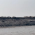 斑海豹已经进入到辽河入海口