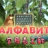 一起学唱俄语字母歌吧！