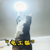 超能力猫咪来袭！盘点那些满级猫咪的绝技展示