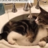 【猫】猫咪搞笑视频合集~【Funny Pet Videos】-o(*≧▽≦)ツ