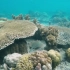 【最美鱼类】4K-地球上最美丽的珊瑚礁和海底生物
