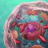 【生物学 - 细胞结构】Biology- Cell Structure I Nucleus Medical Media