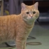【纪录片】岩合光昭的猫步走世界 之「新潟」