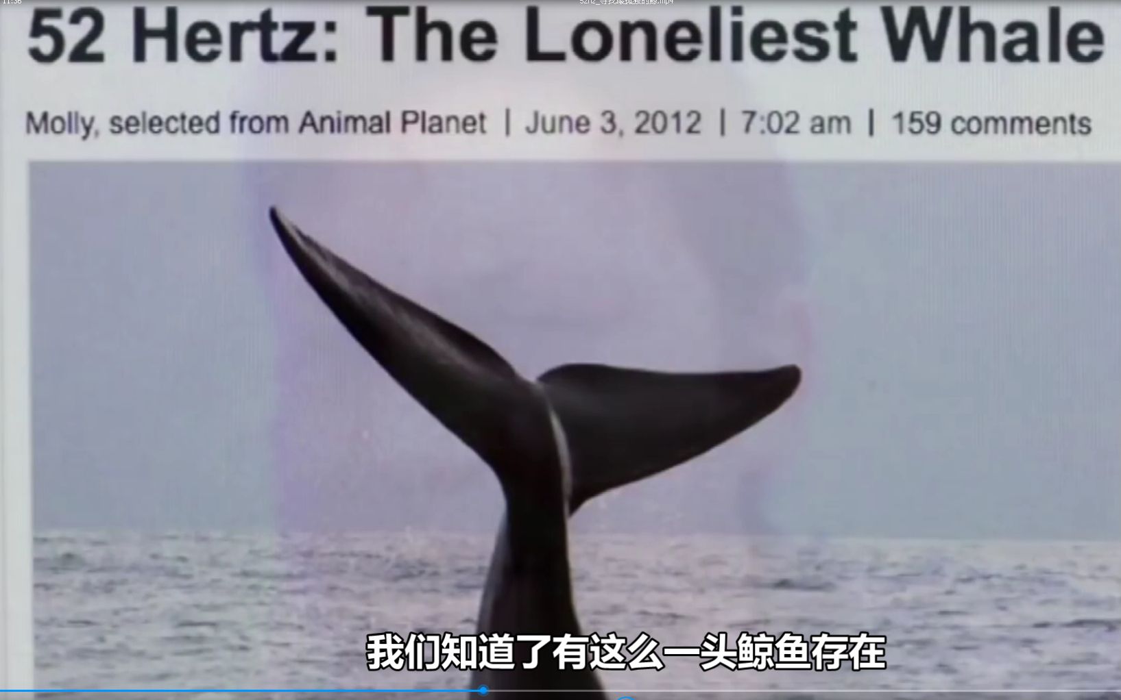 名鲸故事】其实并不孤独的52hertz Whale - 哔哩哔哩