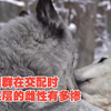 狼群在交配时，底层的雌性有多惨
