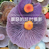 【舒适向】蘑菇开伞全过程 延时摄影 蘑菇记录片剪辑