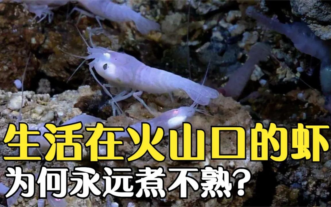 世界上最耐热的虾生活在450度高温的海底火山口能被煮熟吗