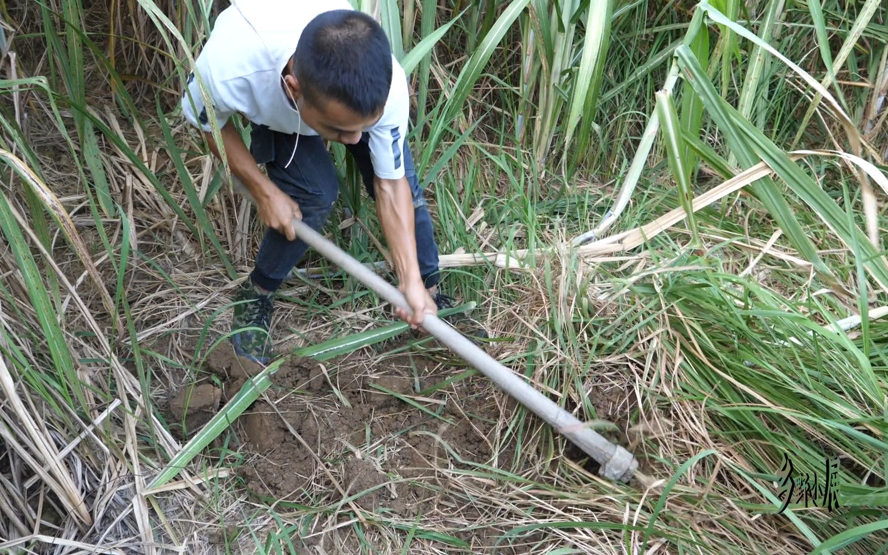 这野货肯定不小一大片的甘蔗都被它啃倒了看小伙怎么收拾它