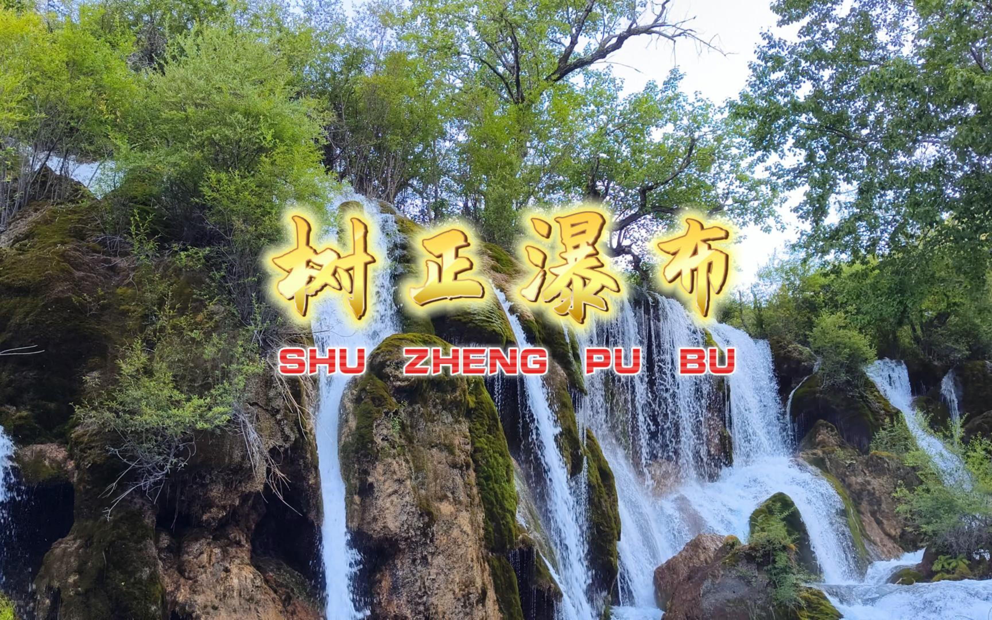 超清实拍九寨沟四大瀑布之一 树正瀑布 树在水中生 水在树中游