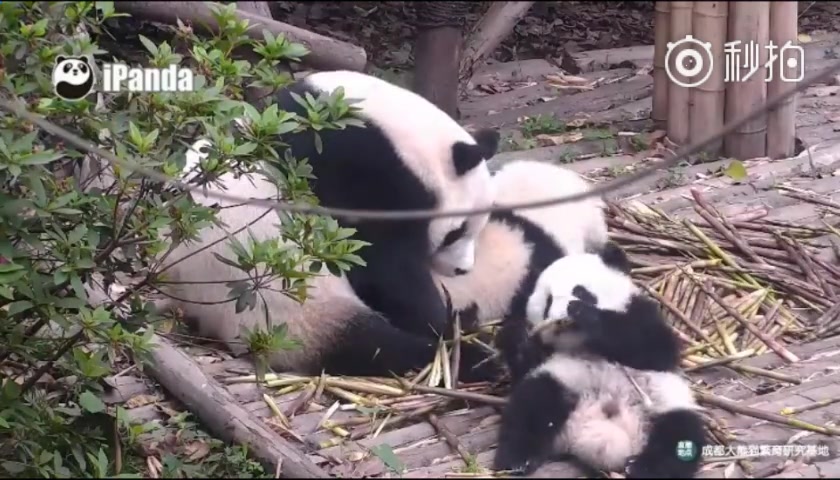 【大熊猫】曾经温馨幸福的一家三口(2017.05母子园)