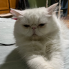 猫薄荷吸嗨了